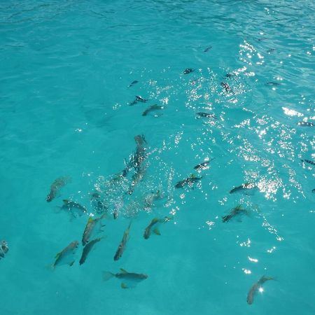 Le Chant De Merle Self -Catering Studios And Apartments Mahe Island ภายนอก รูปภาพ