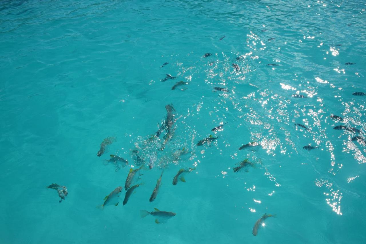 Le Chant De Merle Self -Catering Studios And Apartments Mahe Island ภายนอก รูปภาพ